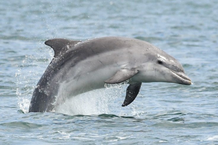 Bottlenose Dolphin