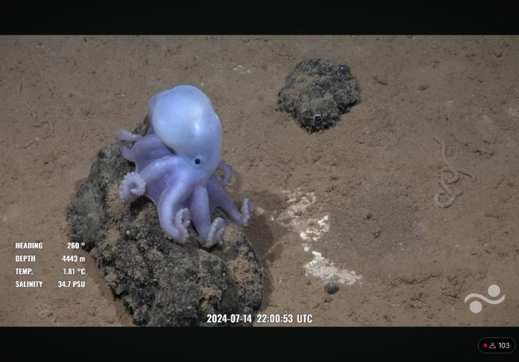 White Casper Octopus