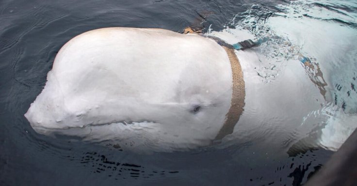 'Hvaldimir' white whale