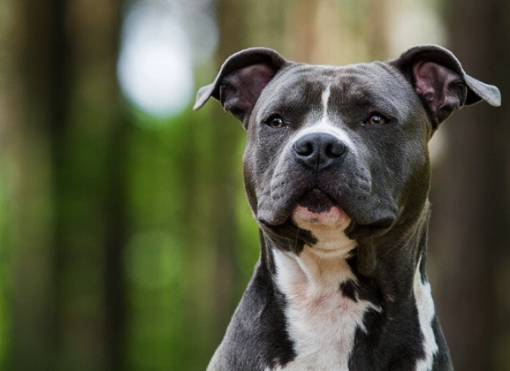 Staten Island Man, 59, Mauled to Death by Pitbull