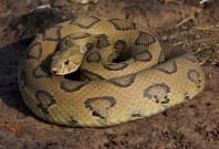 Russell's Viper Russell's Viper