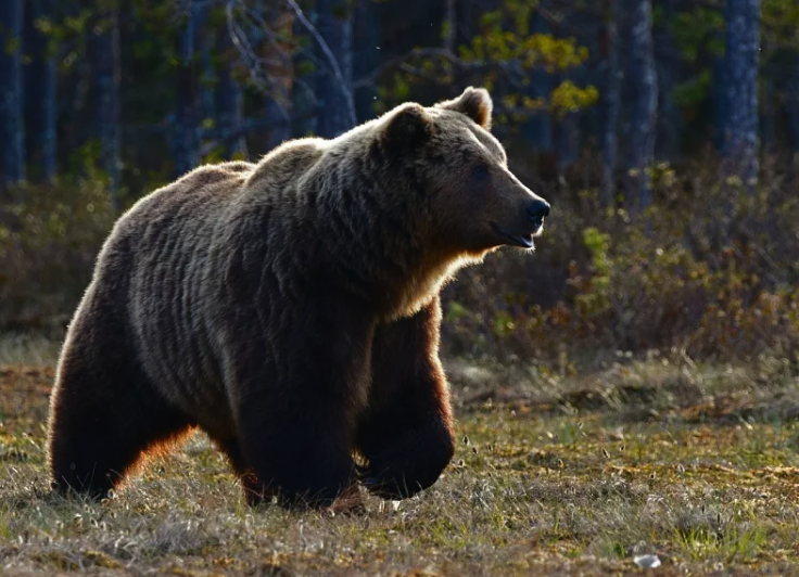 Brown bear