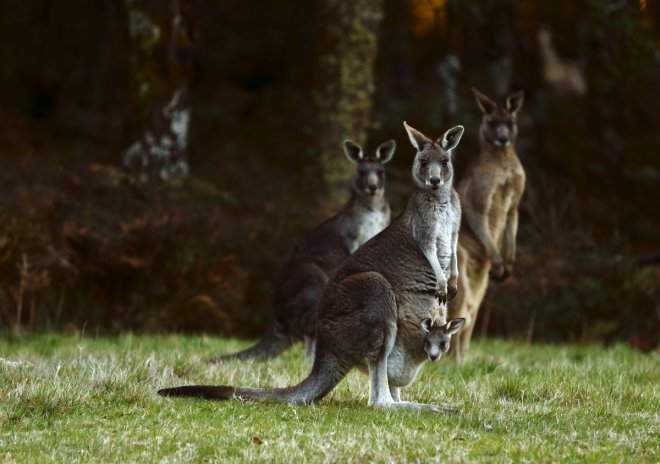 Tourist throws stones at kangaroos in China zoo to get them hopping