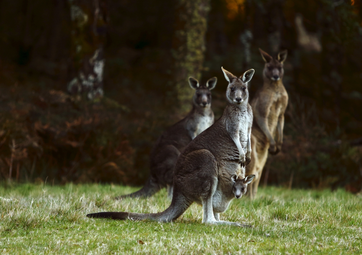 Tourist throws stones at kangaroos in China zoo to get them hopping
