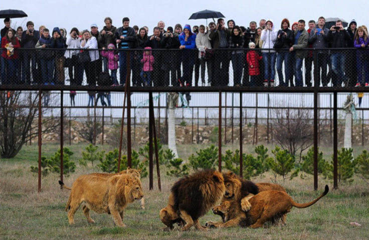 Taigan safari park