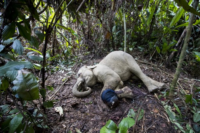 Sumatran elephant conservation: Tuskers face challenges from poaching