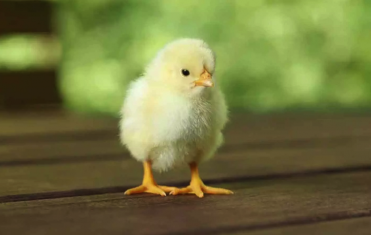 A chick A chick