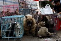 Taiwan becomes first Asian country to ban dog and cat meat; offenders face 2-year jail, $65,500 fine Taiwan becomes first Asian country to ban dog and cat meat; offenders face 2-year jail, $65,500 fine