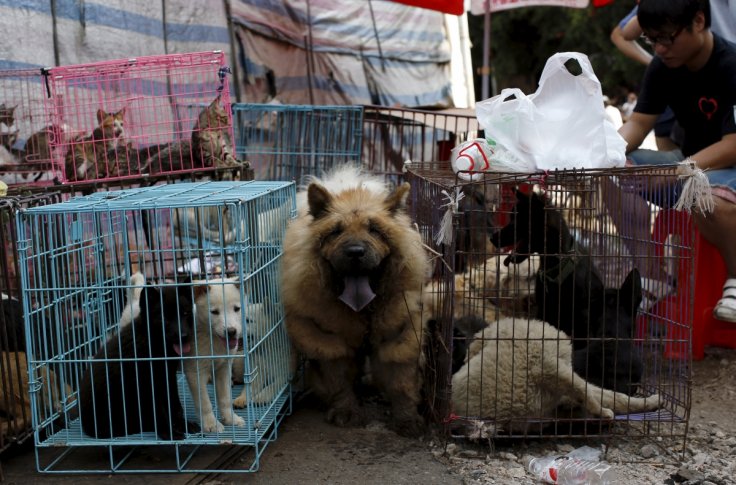 Taiwan becomes first Asian country to ban dog and cat meat; offenders face 2-year jail, $65,500 fine