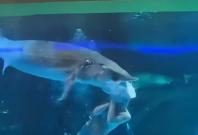 Fish attacked on mermaid Fish attacked on mermaid