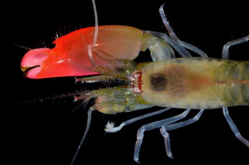 A shrimp is named after Pink Floyd