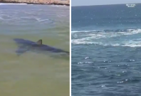 Hadera shark attack Hadera shark attack