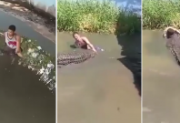 crocodile attack crocodile attack