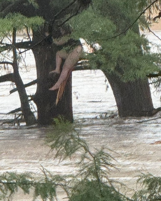 Woman on tree Texas floods