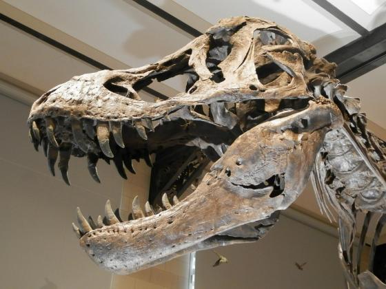 Too Big to Kill? Not as Babies: How Giant Dinosaurs Became Predator Snacks