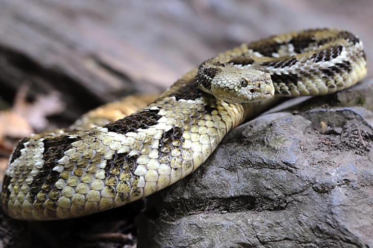 A Timber Rattlesnake