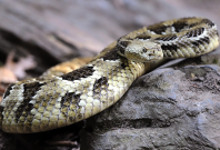 A Timber Rattlesnake A Timber Rattlesnake