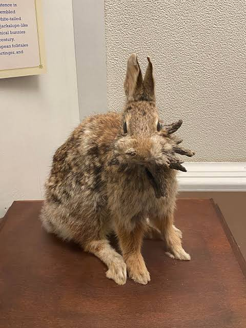 Frankenstein Rabbit Frankenstein Rabbit