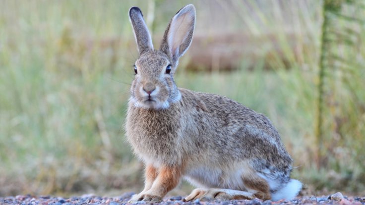 cottontail rabbits
