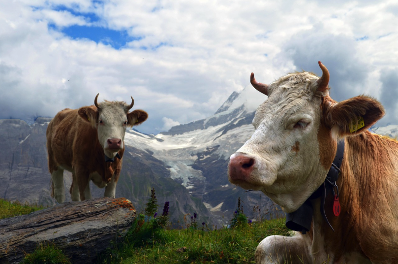 cows grazing in Austrian Alps