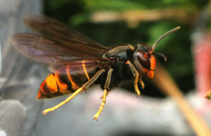 Asian hornet