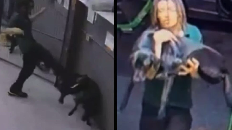 Seattle Kennel Employee Charged with Animal Cruelty After Brutally Kicking Dog to Death