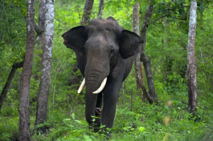 Asian elephant 