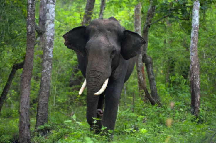 Asian elephant 