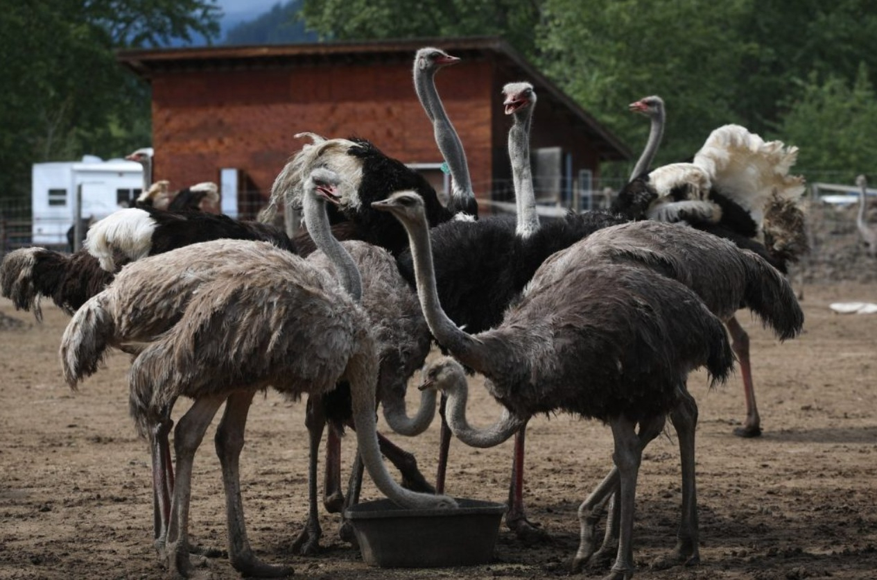 Firing Squad Shoots Dead More Than 300 Ostriches in Canadian Firm After Bird Flue Allegations