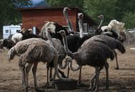 Ostriches Ostriches