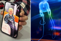 box jellyfish box jellyfish