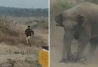 Elephant attack Elephant attack