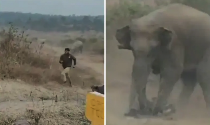Elephant attack
