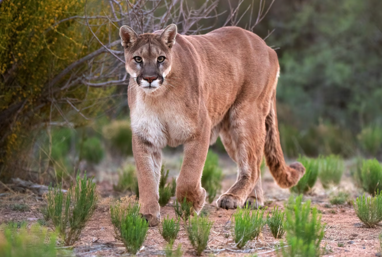 Mountain lion