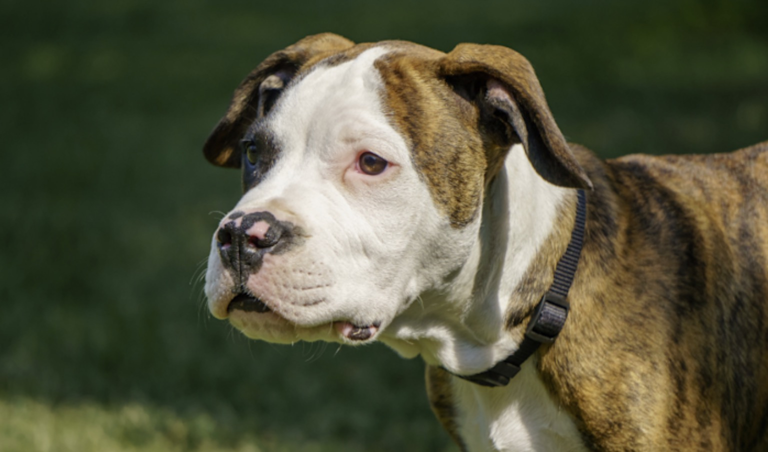 American Bulldog