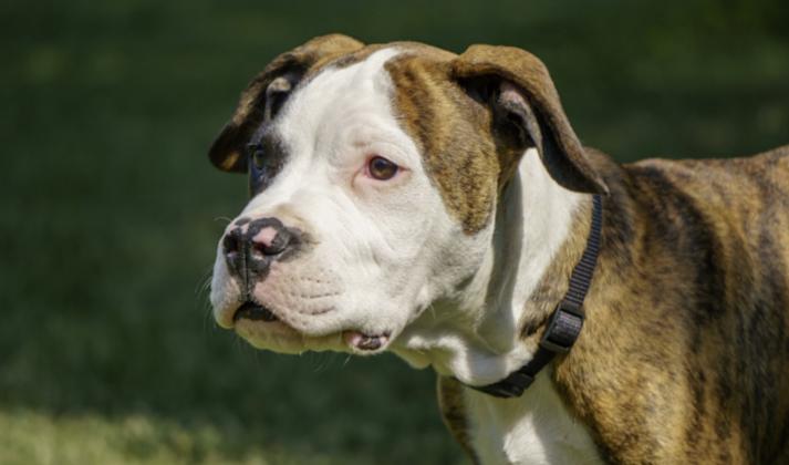 German Man Mauled to Death by His Own American Bulldog While on a Walk