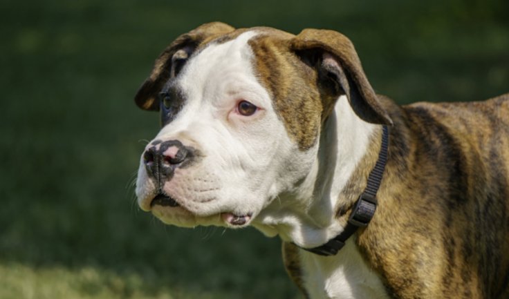 American Bulldog