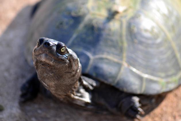 Endangered Pig-Nosed Turtle Found Stranded on Singapore's Changi Beach