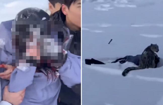 Tourist Mauled by Snow Leopard After Approaching the Wild Animal to Click a Photo in China [VIDEO]