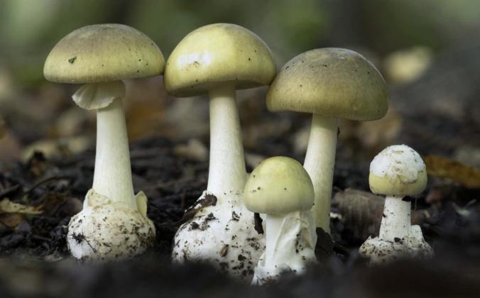 Fourth Person Dies After Consuming Toxic Wild Mushrooms, were Foraged from Regional Bay Area Park