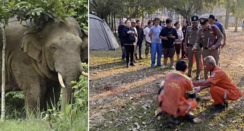 Elephant Kills 65-Year-Old Tourist on Morning Walk in Thailand