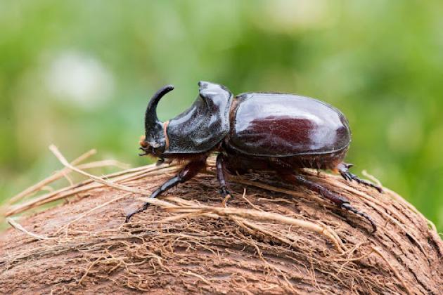 From Pest to Progress: Vanuatu Future Fund Leads National Response to Coconut Rhinoceros Beetle