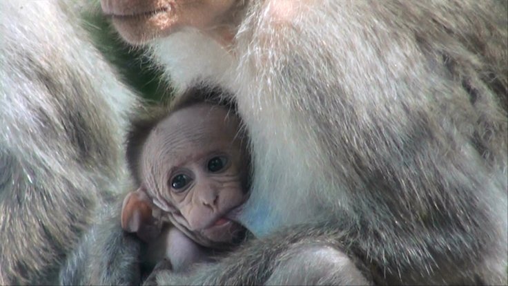 Why Did Punch the Baby Monkey&rsquo;s Mother Leave Him? Shocking Truth Behind Maternal Abandonment