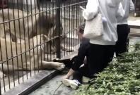 Lion attack Lion attack