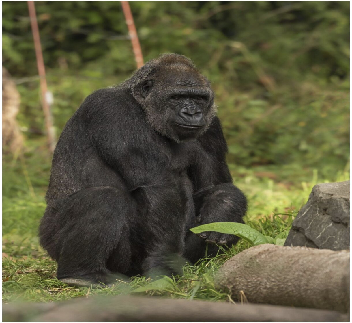 Uganda Wildlife Authority