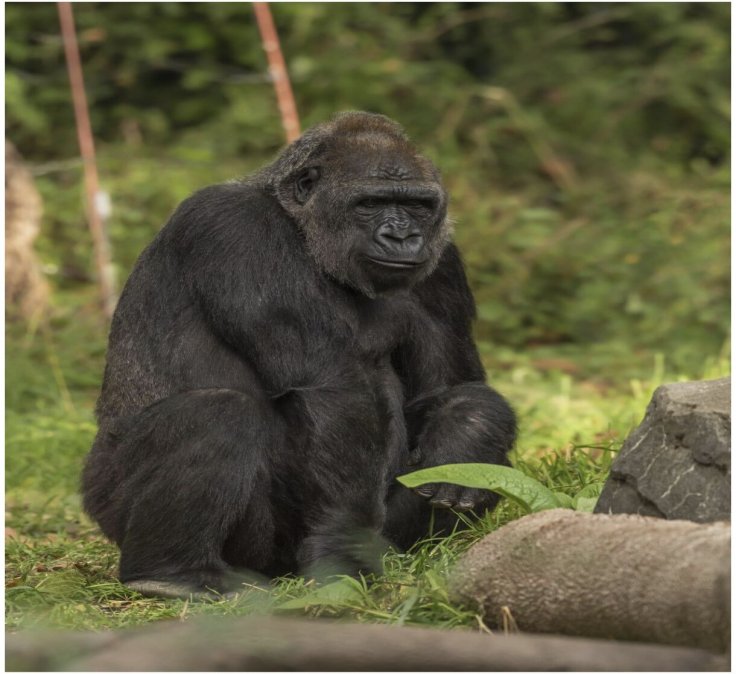 Uganda Wildlife Authority