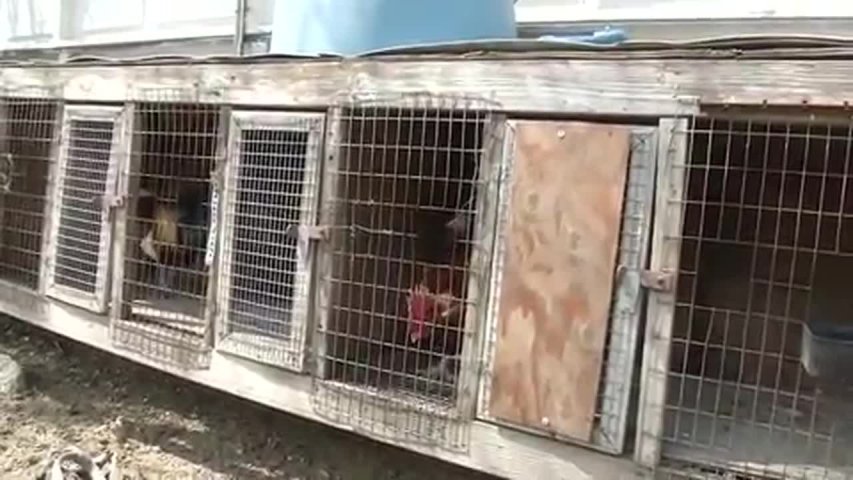 Detectives seize largest cache of fowl used in illegal cockfighting in U.S. history