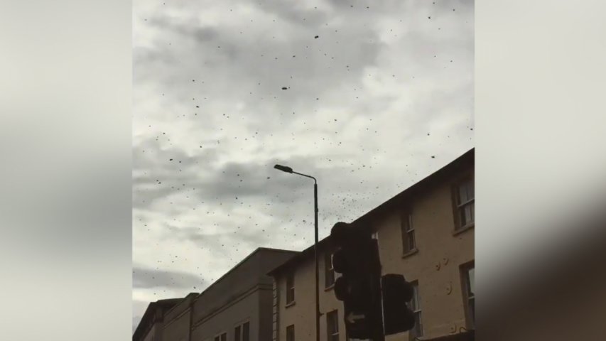 Giant swarm of bees bring London borough to a standstill at rush hour