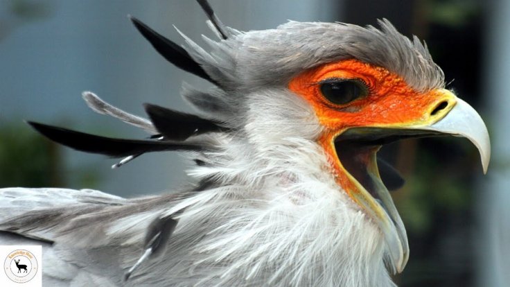 A Secretarybird in South Africa