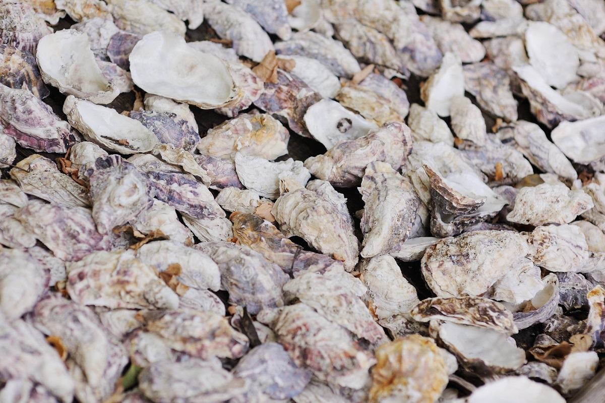 Oyster Shells